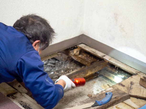 Best Mold Removal Specialists  in Mission Hills, CA