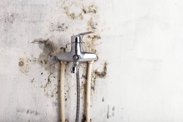 Best Best Mold Removal Companies  in Mission Hills, CA