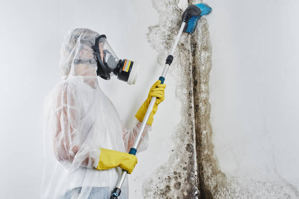 Best Fast Mold Removal  in Mission Hills, CA