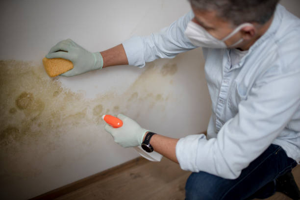 Best Mold Cleaning Services  in Mission Hills, CA