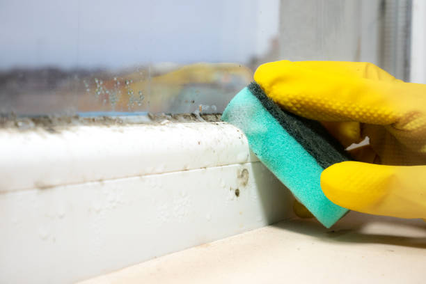Professional Mold Removal in Mission Hills, CA