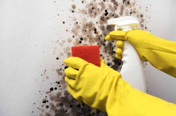 Best Mold Testing  in Mission Hills, CA