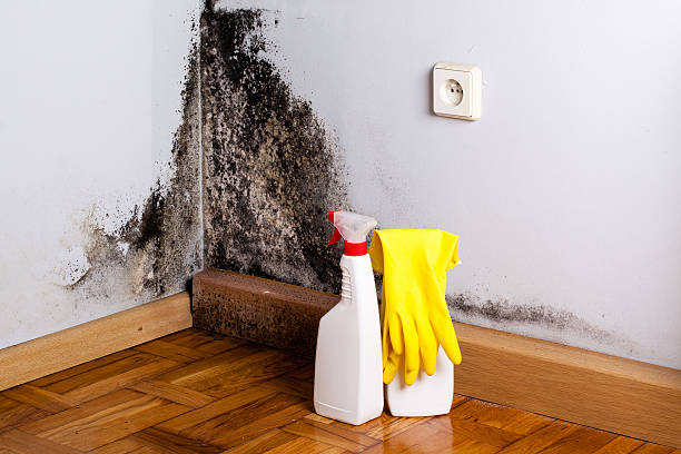Best Mold Testing  in Mission Hills, CA