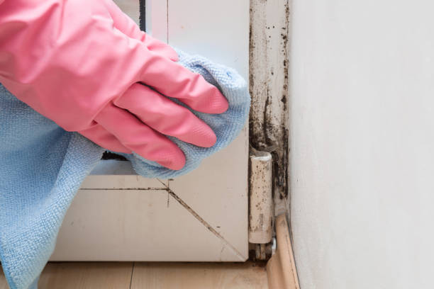 Best Mold Testing and Removal  in Mission Hills, CA